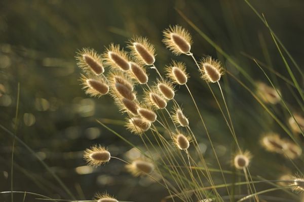 grasses-1939673_640.jpg